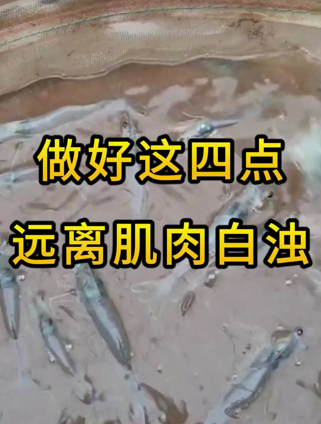 南美白对虾肌肉白浊,预防要到位