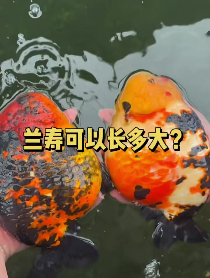 兰寿金鱼 兰寿可以长多大?养鱼日记 大种气兰寿