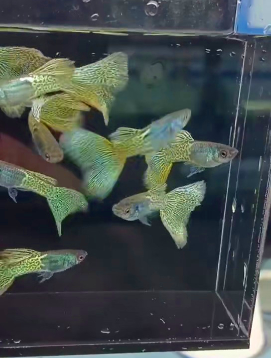 性感魅惑的蛇王孔雀鱼