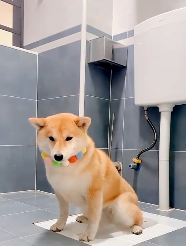 会做饭的狗狗你见过吗