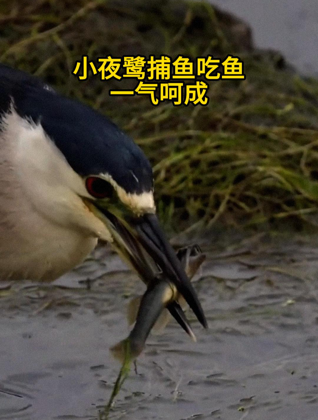 小夜鹭捕鱼吃鱼一气呵成,鸟类吃鱼都是先吃鱼头!