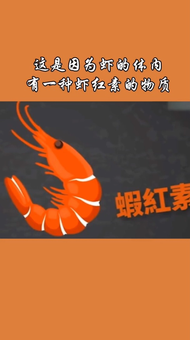 活虾是透明的,为什么煮熟后是红色的?