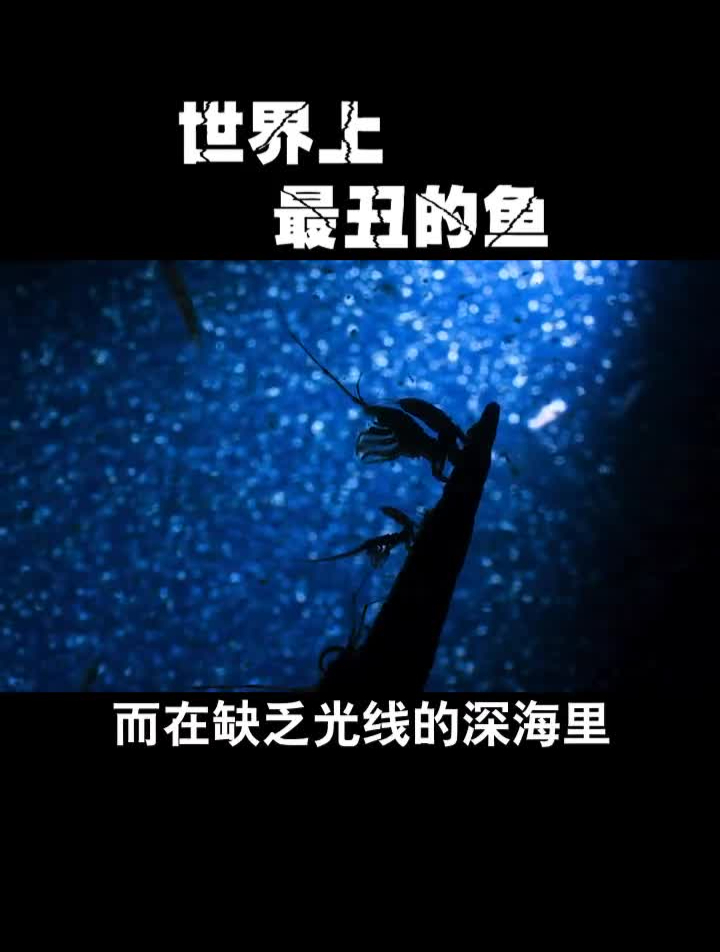 世上最丑的鱼,竟然是表情包里的宠儿?鱼海洋科普