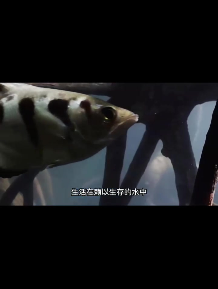水下神射手——射水鱼