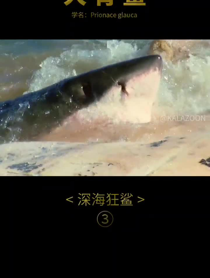大青鲨,鲨鱼界的楷模,诸多好品质于一身涨知识高清视觉震撼