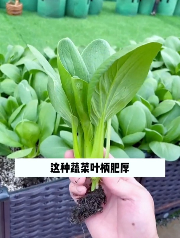 40天就能采收的小青菜,茎嫩口感好,在南方北称为“飘儿白”