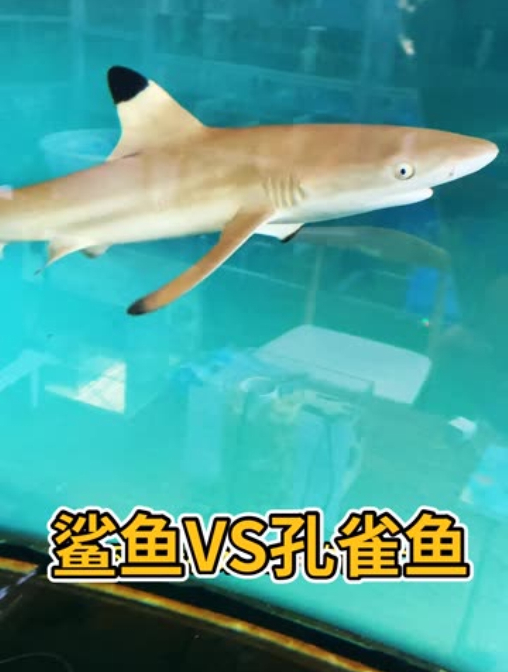 没见过鲨鱼的黑玛丽不是好孔雀鱼