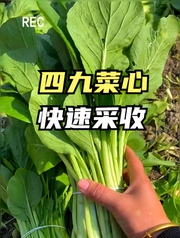 耐热好吃长的又快的四九菜心,不用遮阳也能长,30天就能采收!