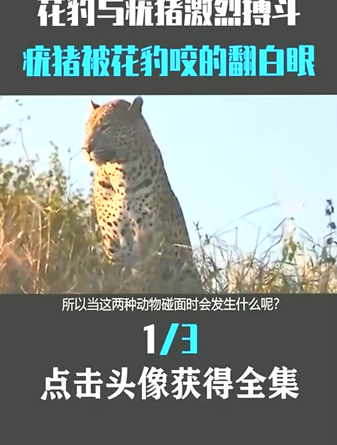 花豹“欺负”疣猪,被咬穿胸腔,满身是血奋力挣扎,最后能否脱险