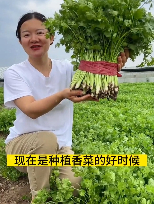种香菜如何保证出芽率?千万别撒播,第一步做好,高温也出好品质