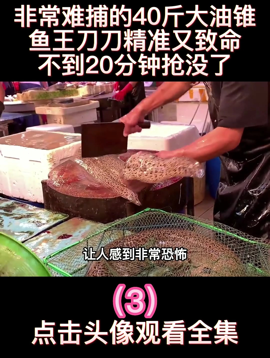 非常难捕的40斤大油锥,鱼王刀刀精准又致命,不到20分钟抢没了3