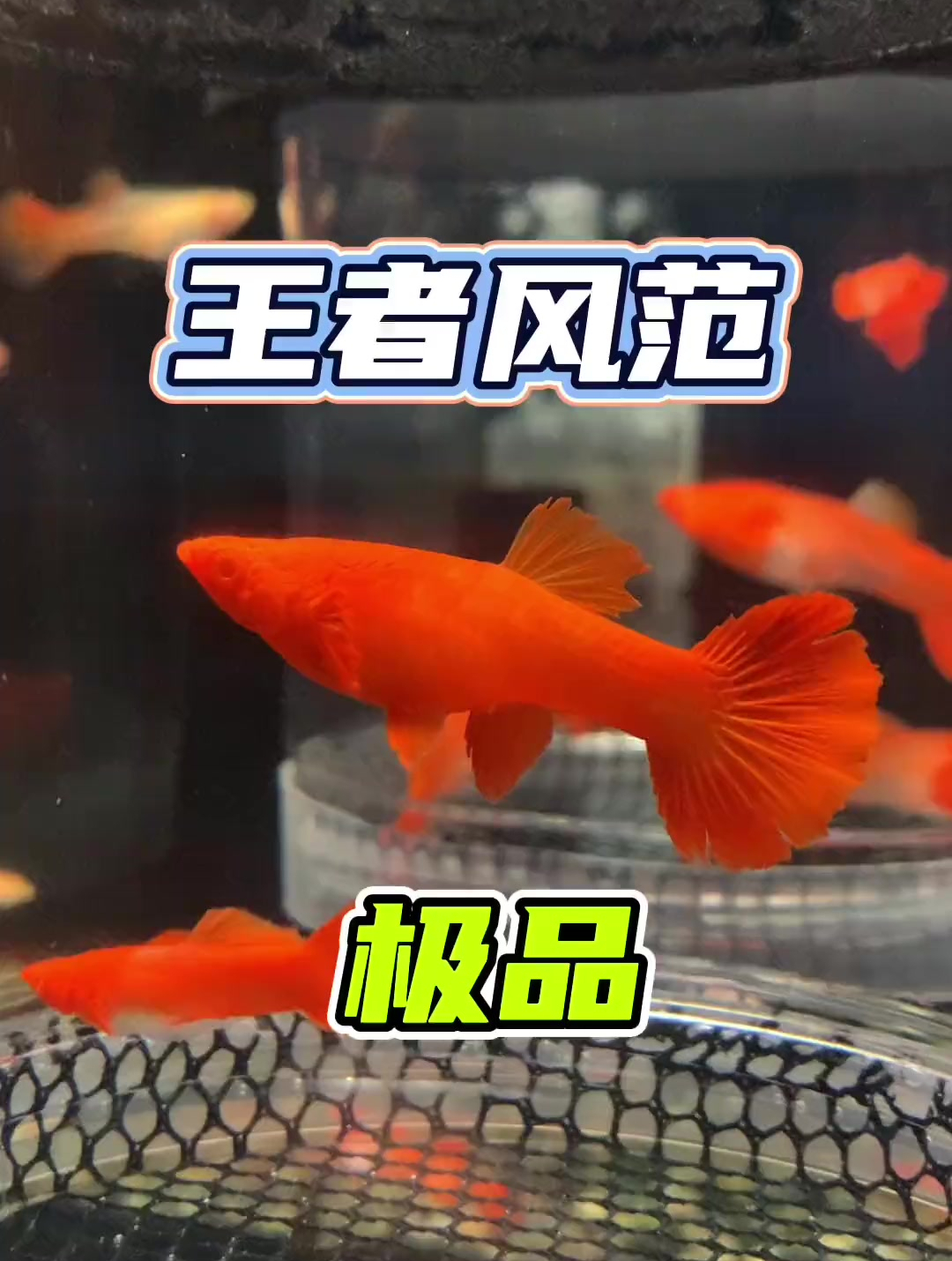 极品火麒麟鸿运当头孔雀鱼