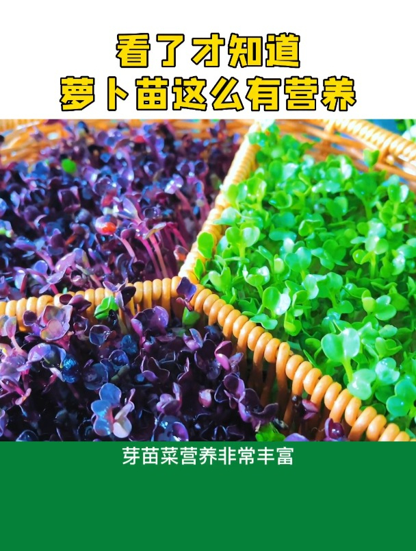 看来才知道水培芽苗菜营养这么丰富,更重要的种植技术也很简单