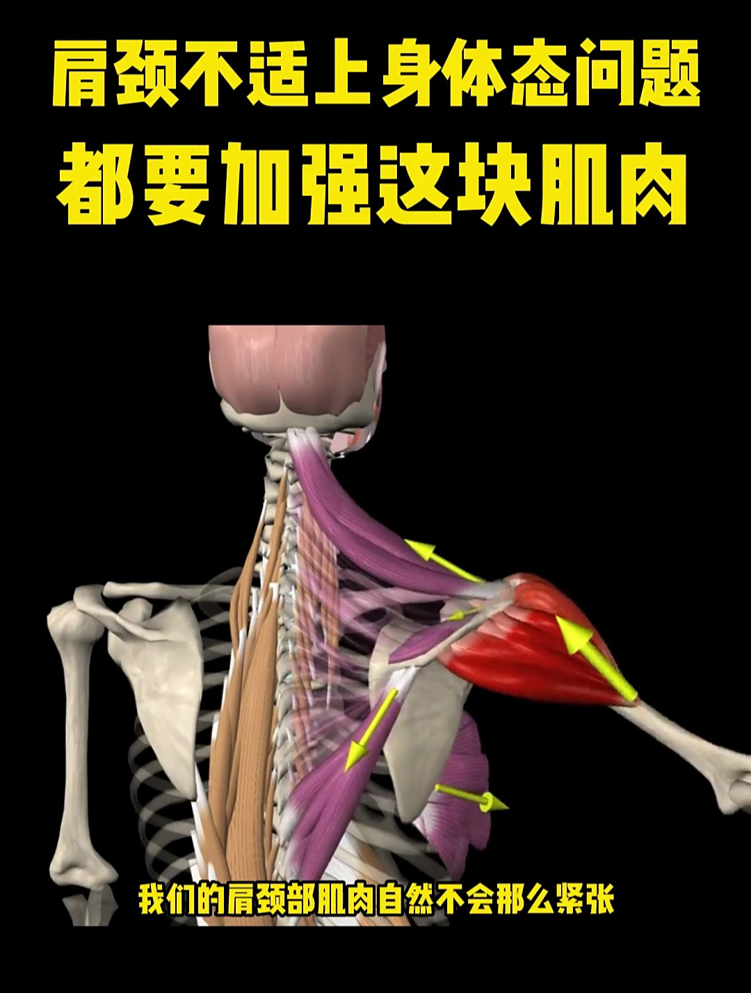 肩颈不适上身体态问题都要加强这块肌肉