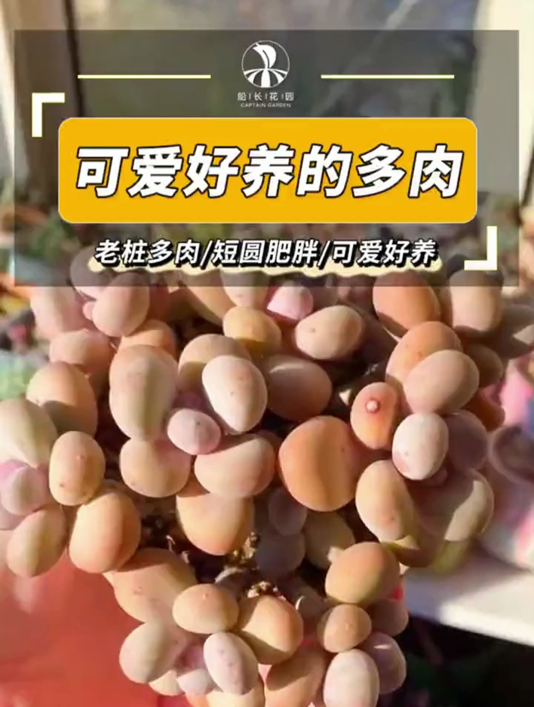 这些是我养过可爱好养的多肉,你养过哪些了