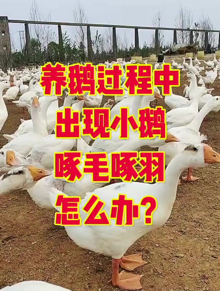 养鹅过程中,小鹅出现啄毛啄羽怎么办?