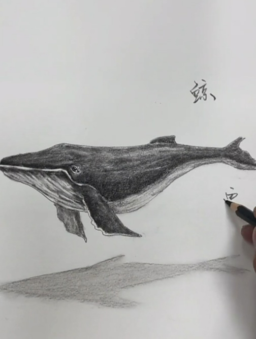 炭笔素描画“鲸鱼”,一鲸落,万物生