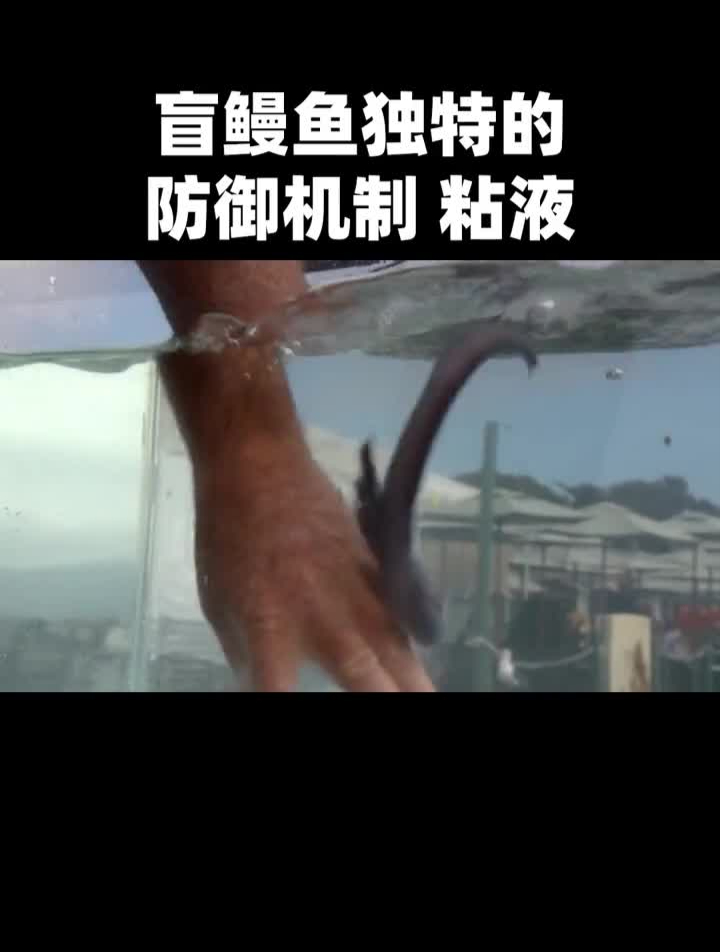 盲鳗鱼独特的防御机制,黏液的手感