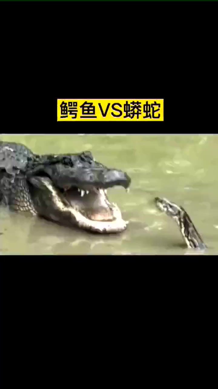 鳄鱼VS蟒蛇,谁更厉害?结局令人哭笑不得