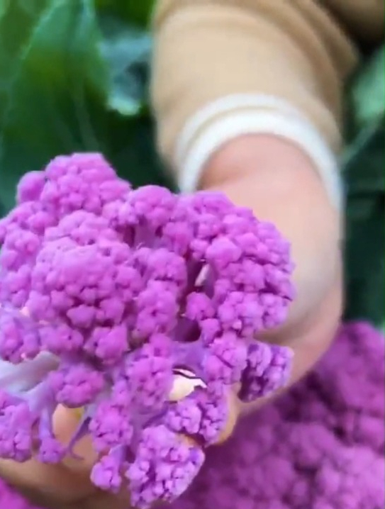 既好吃又好看的“紫花菜”,营养价值非常高,观赏食用两不误!