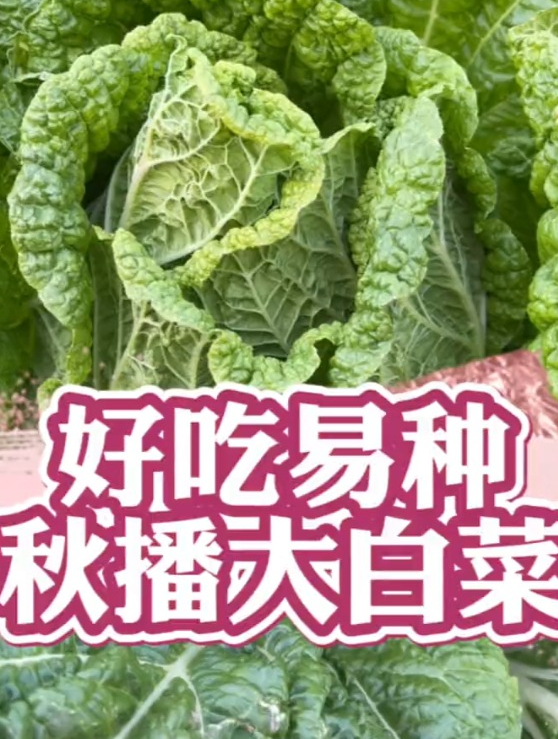 还有十天就要立秋了,你的大白菜种子,准备好了吗