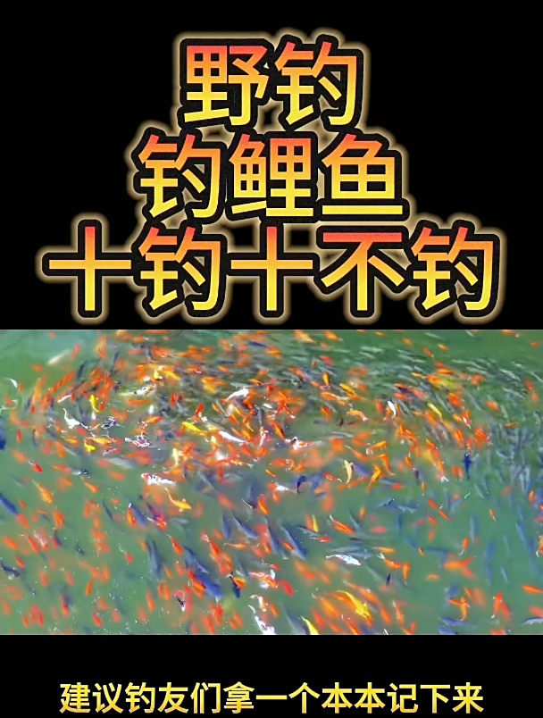 野钓鲤鱼有哪些技巧?钓鱼高手为你一一道来,让你钓鲤鱼钓到手软