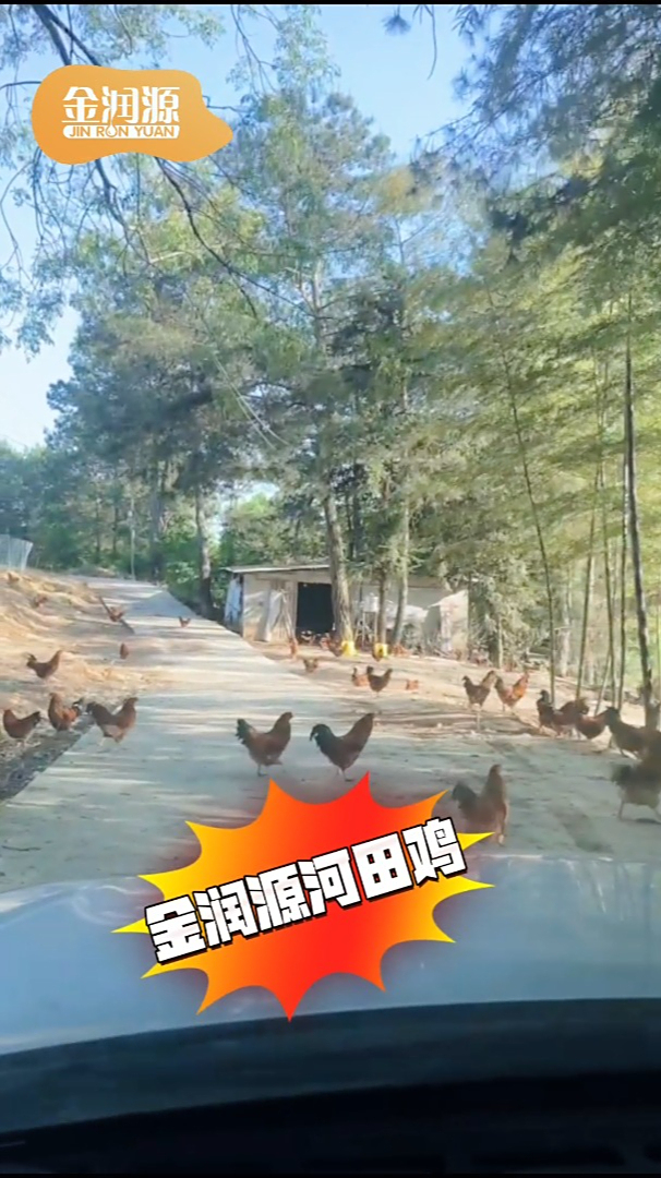 下了好多天雨,终于晴了,会飞的河田鸡了解下