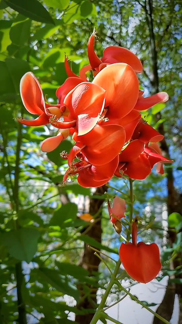 愈风景自然:鸡冠刺桐的花语:永生、痴情,红红火火