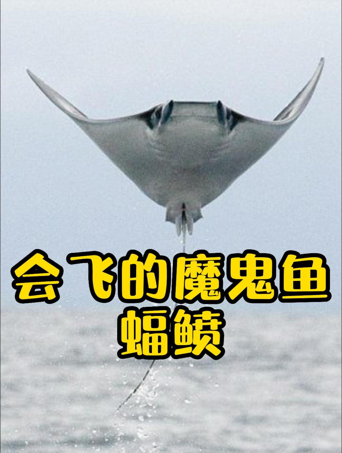 会飞的魔鬼鱼蝠鲼,有时并非自愿飞,也可能是虎鲸拍飞!