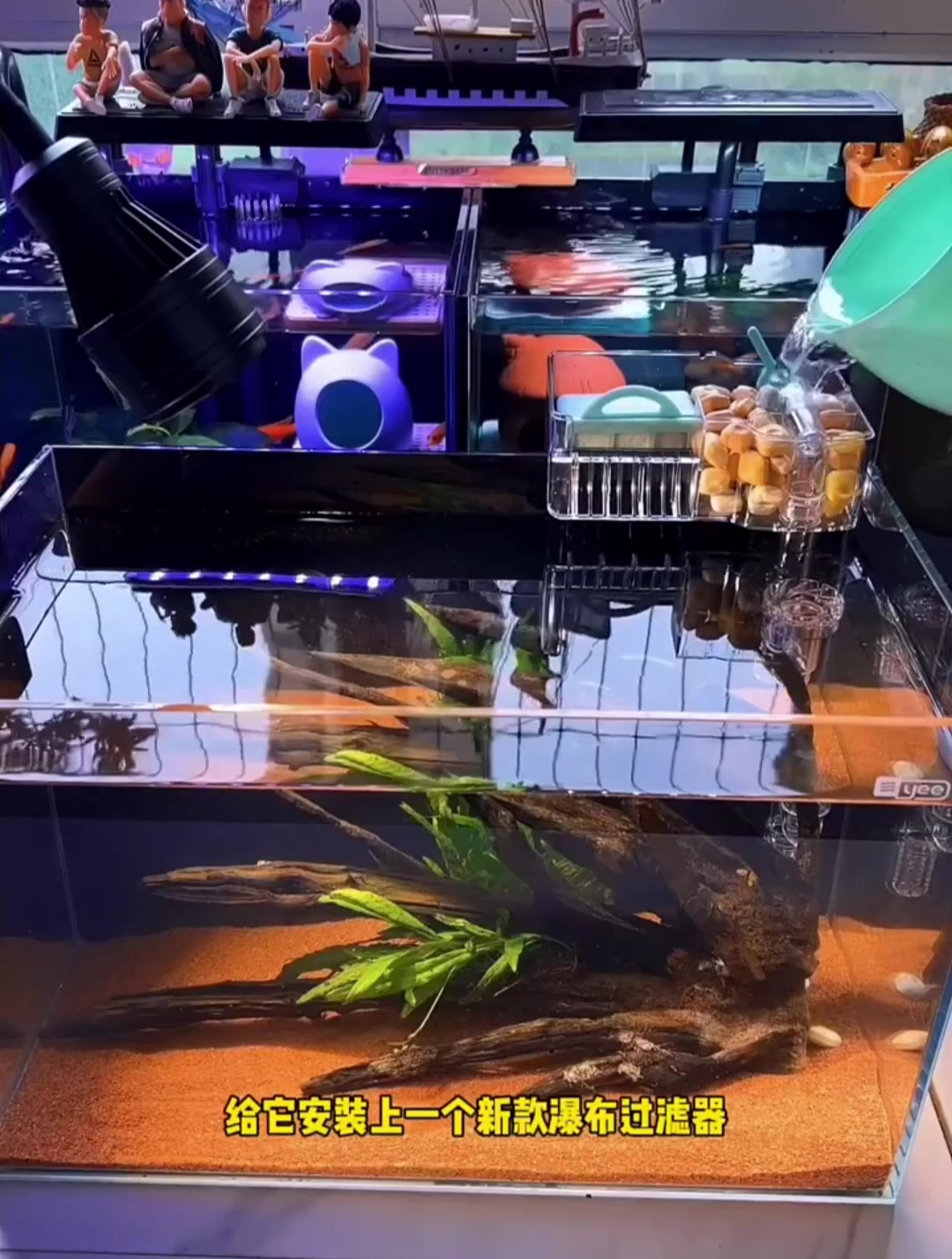 40厘米缸开缸,兄弟们看看养什么鱼好呢推荐一下,这个鱼缸很好看