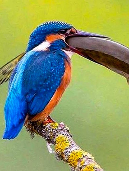 翠鸟是怎样吃鱼的,非要把小鱼敲死了再吃?镜头拍下全过程