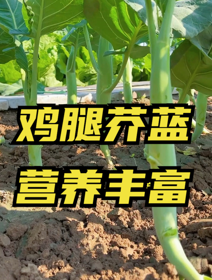 利心养胃降三高,芥蓝营养价值极其丰富,你的餐桌上可不能少了它