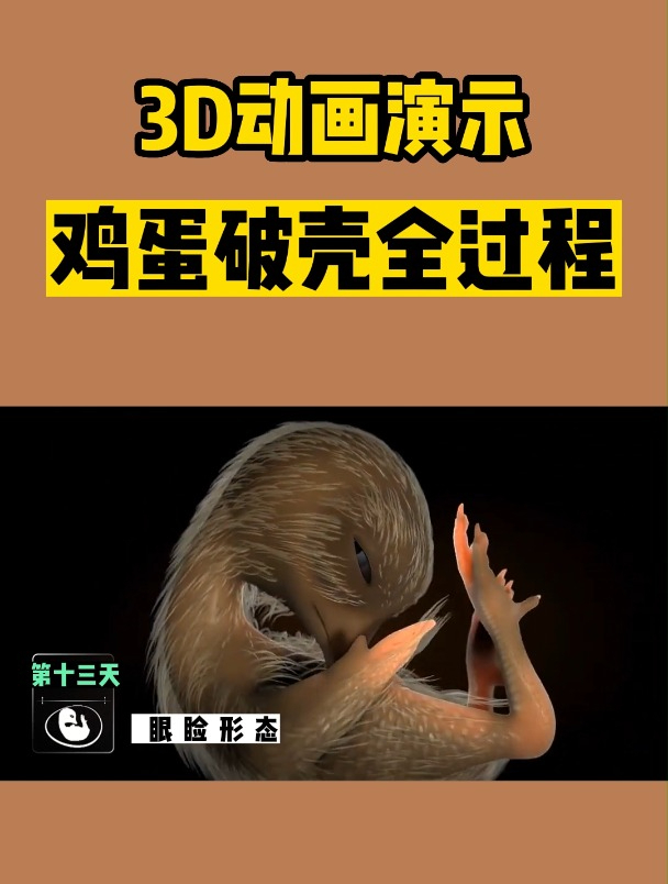 鸡蛋破壳全过程(3D动画演示)