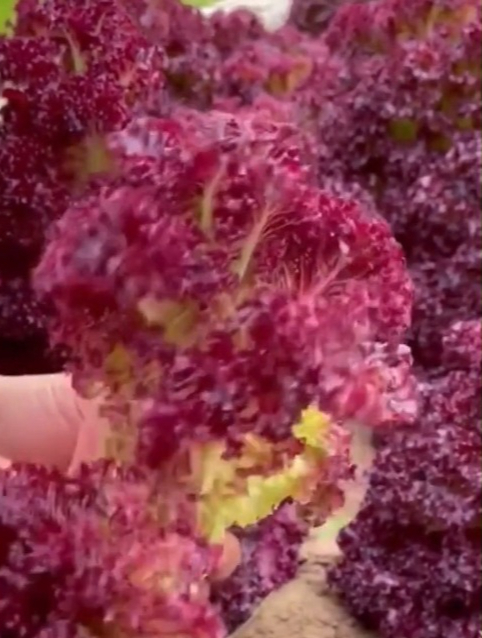 是花也是菜,“紫叶生菜”可以一边观赏一边采摘,你喜欢吗?