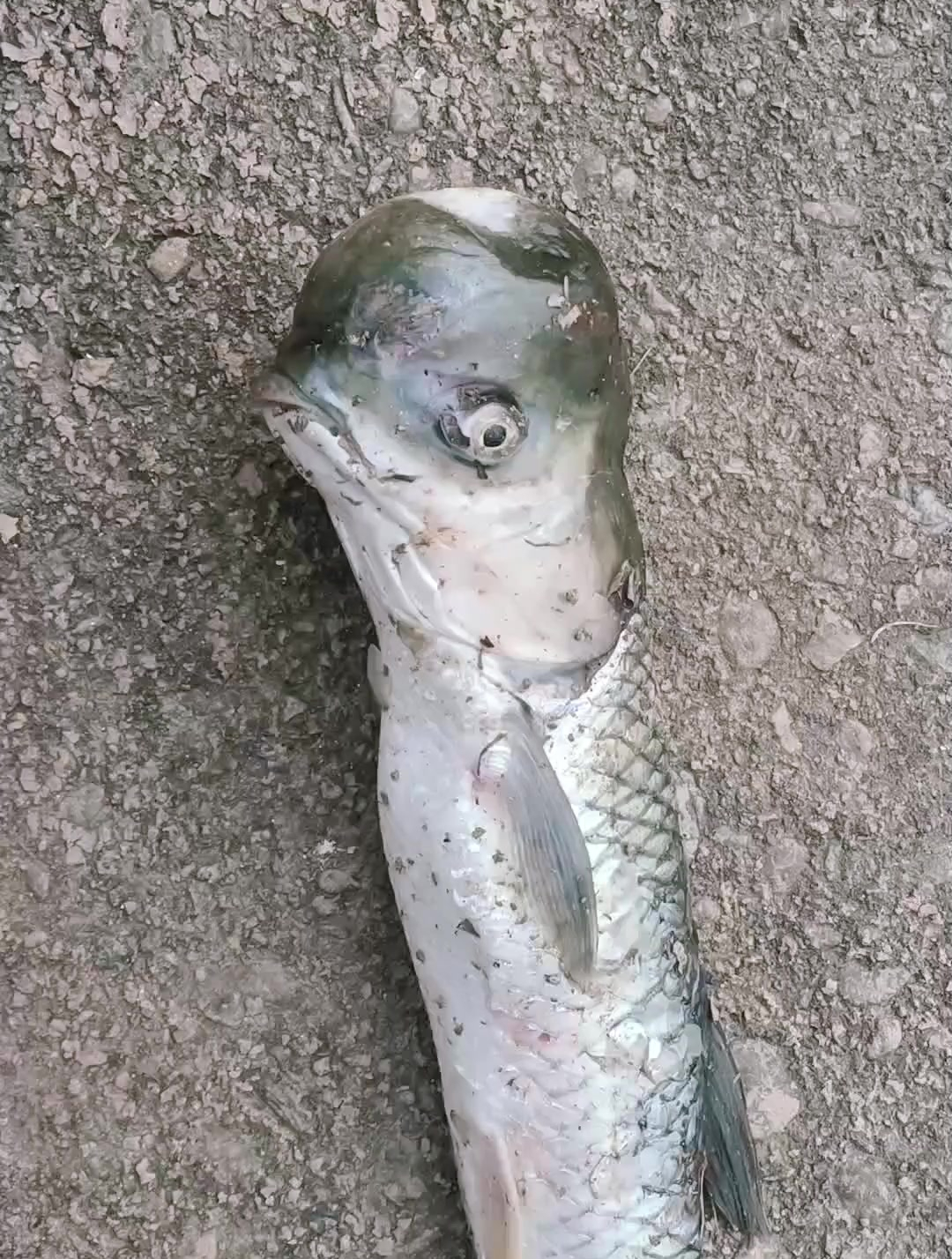 这是什么鱼,寿星鱼?