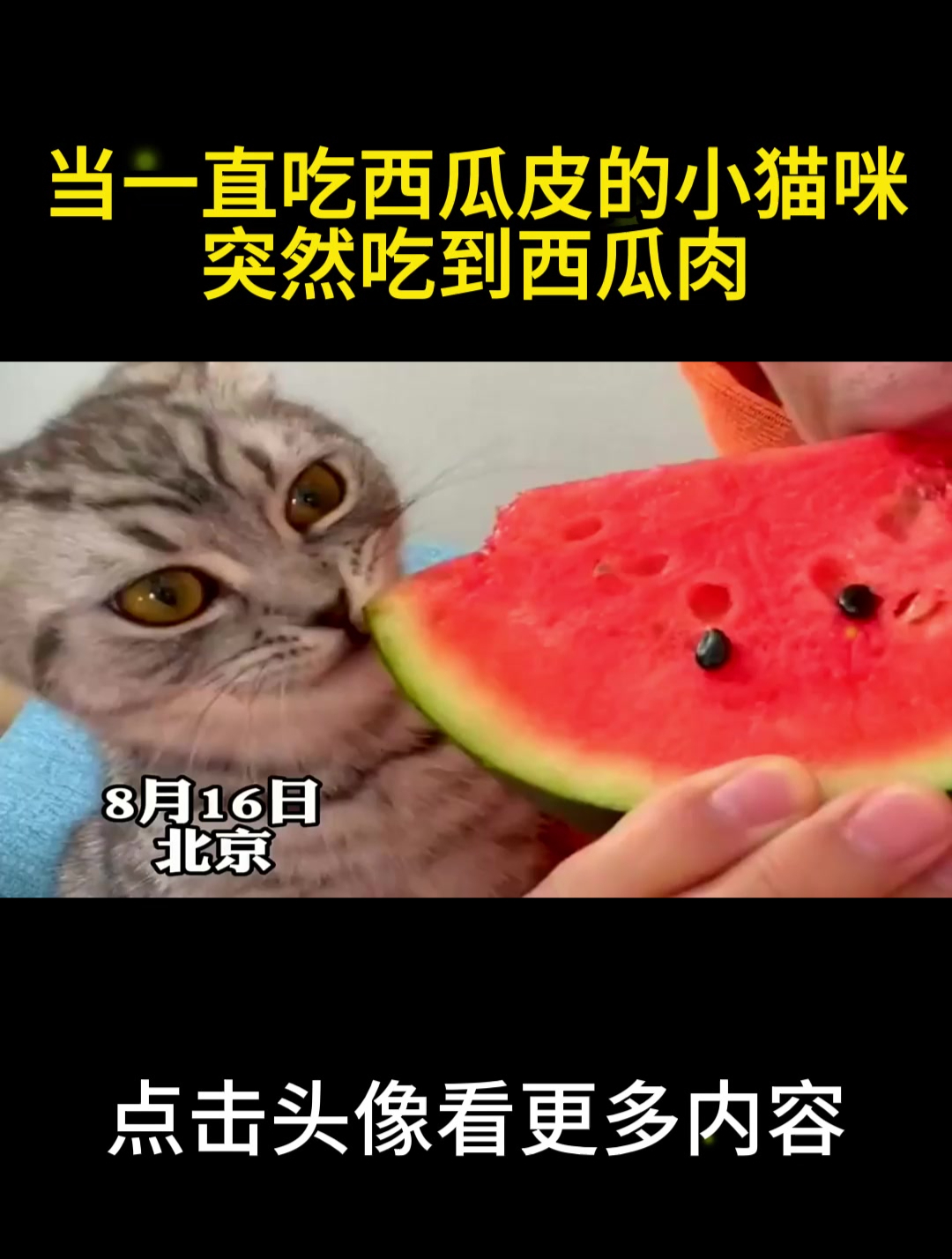 当一直吃西瓜皮的小猫咪,突然吃到西瓜肉,一瞬间瞳孔都放大了