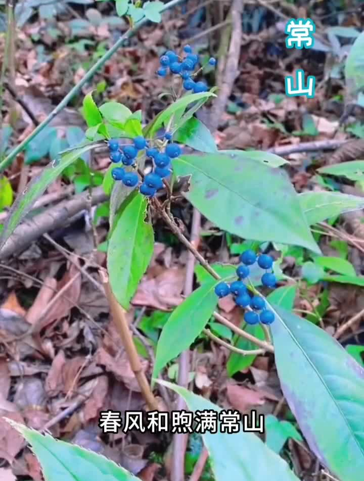 一首美妙动听的中草药儿歌,唱出了四季,唱出了春生