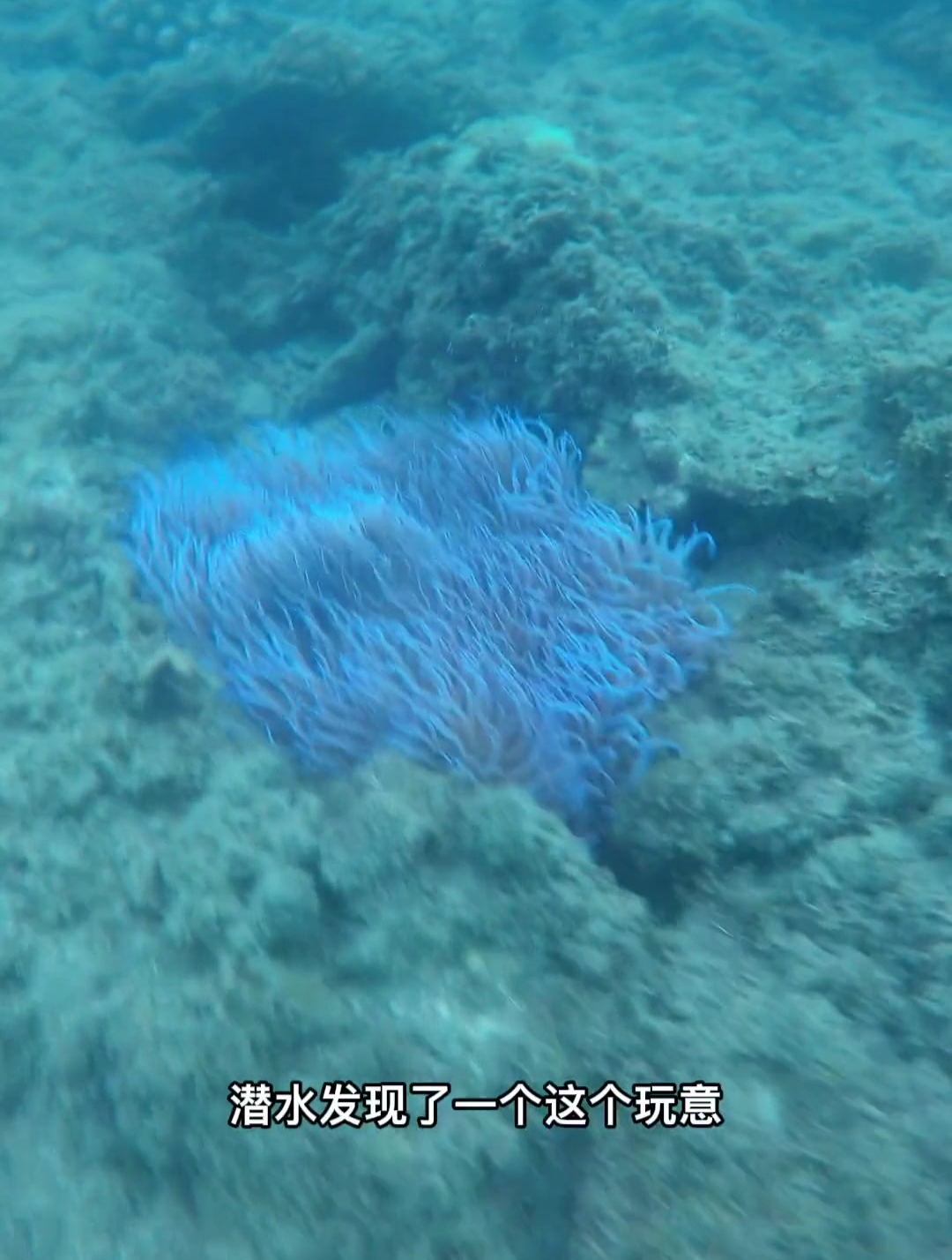 海洋生物海南海底世界小丑鱼科普
