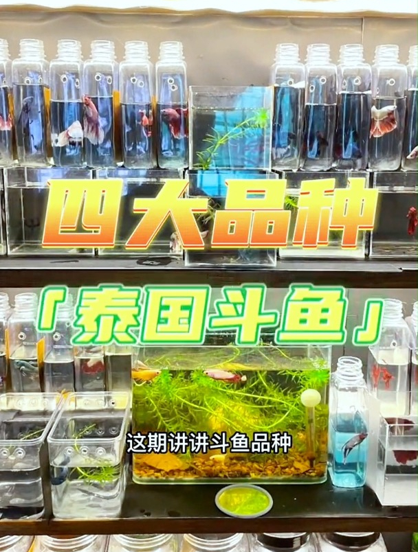 有喜欢斗鱼的朋友吗?给大家简单介绍下4种泰国斗鱼