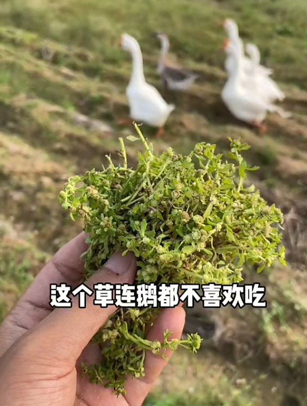 鹅不食草在《本草纲目》中叫鸡肠草,有祛风散寒,通鼻塞的功效