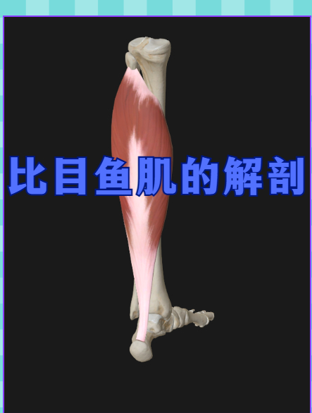 用「维萨里3D解剖」学习比目鱼肌啦