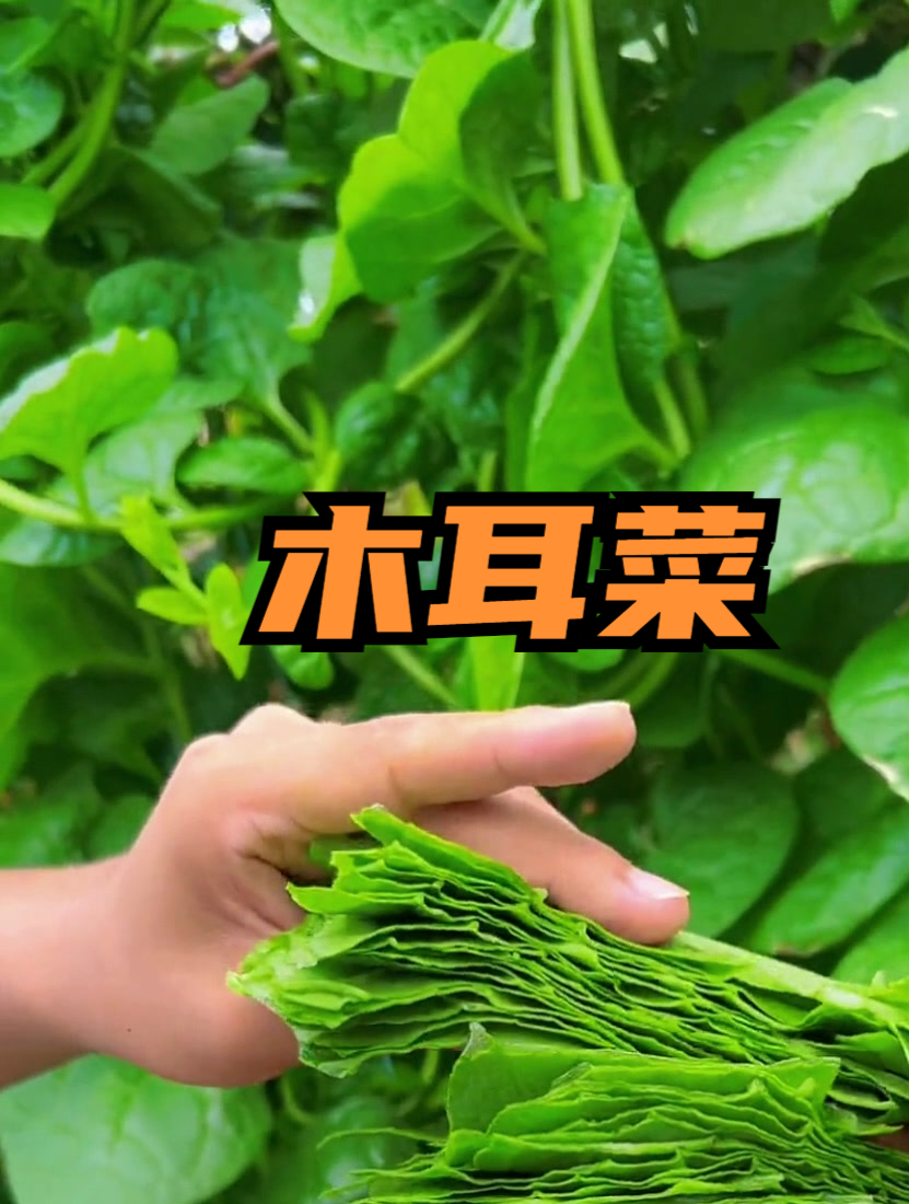 大叶木耳菜,常吃皮肤水嫩嫩,营养丰富!
