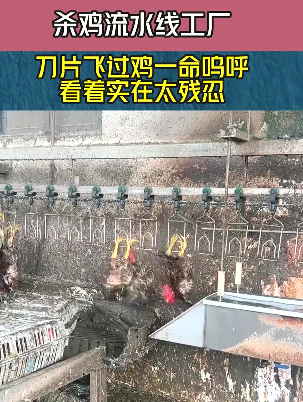 杀鸡流水线工厂,刀片飞过鸡一命呜呼,看着实在太残忍