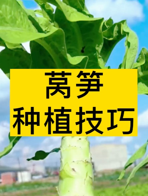 喜欢莴笋的朋友,你种的莴笋长得好吗?我们一起来学习种莴笋吧