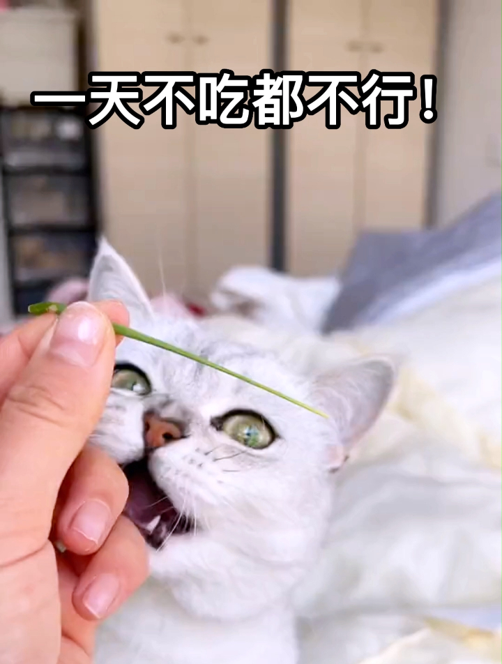 猫咪吃猫草的样子,随便就是一个表情包吧!