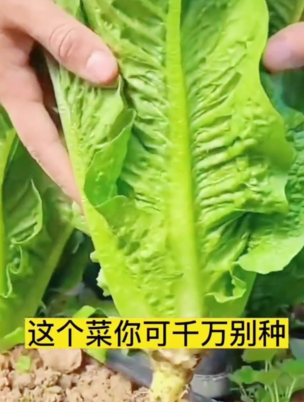 孔雀菜不就是油麦菜的改良品种,价格还比油麦菜高出很多,值吗?