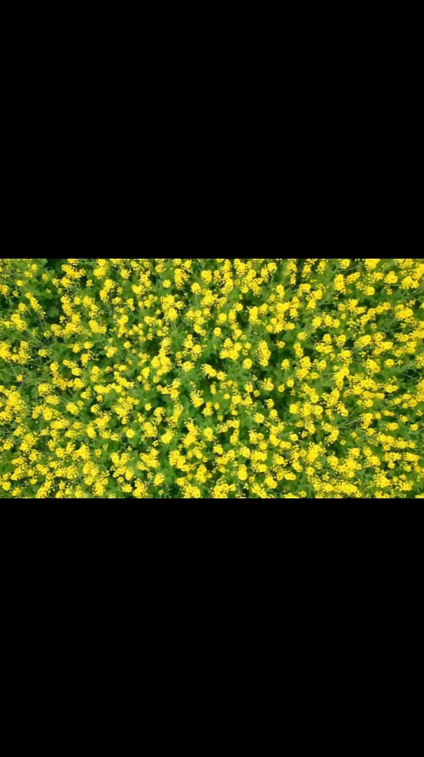 优美风景:油菜花有花语吗?你喜欢什么花的花语油菜花