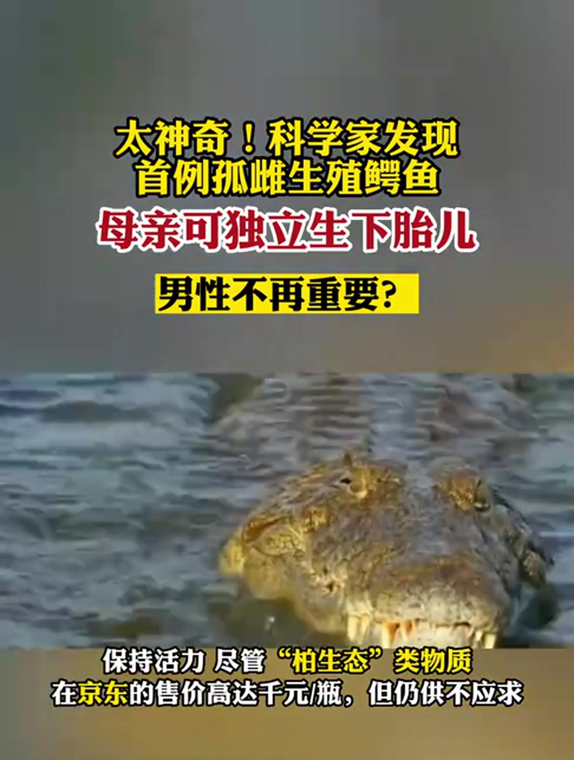 太神奇!科学家发现首例孤雌生殖鳄鱼,男性不再重要?