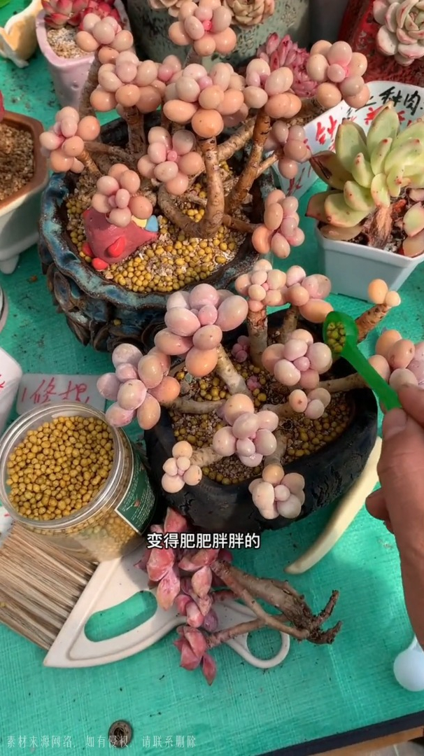 多肉花剑要不要剪掉?
