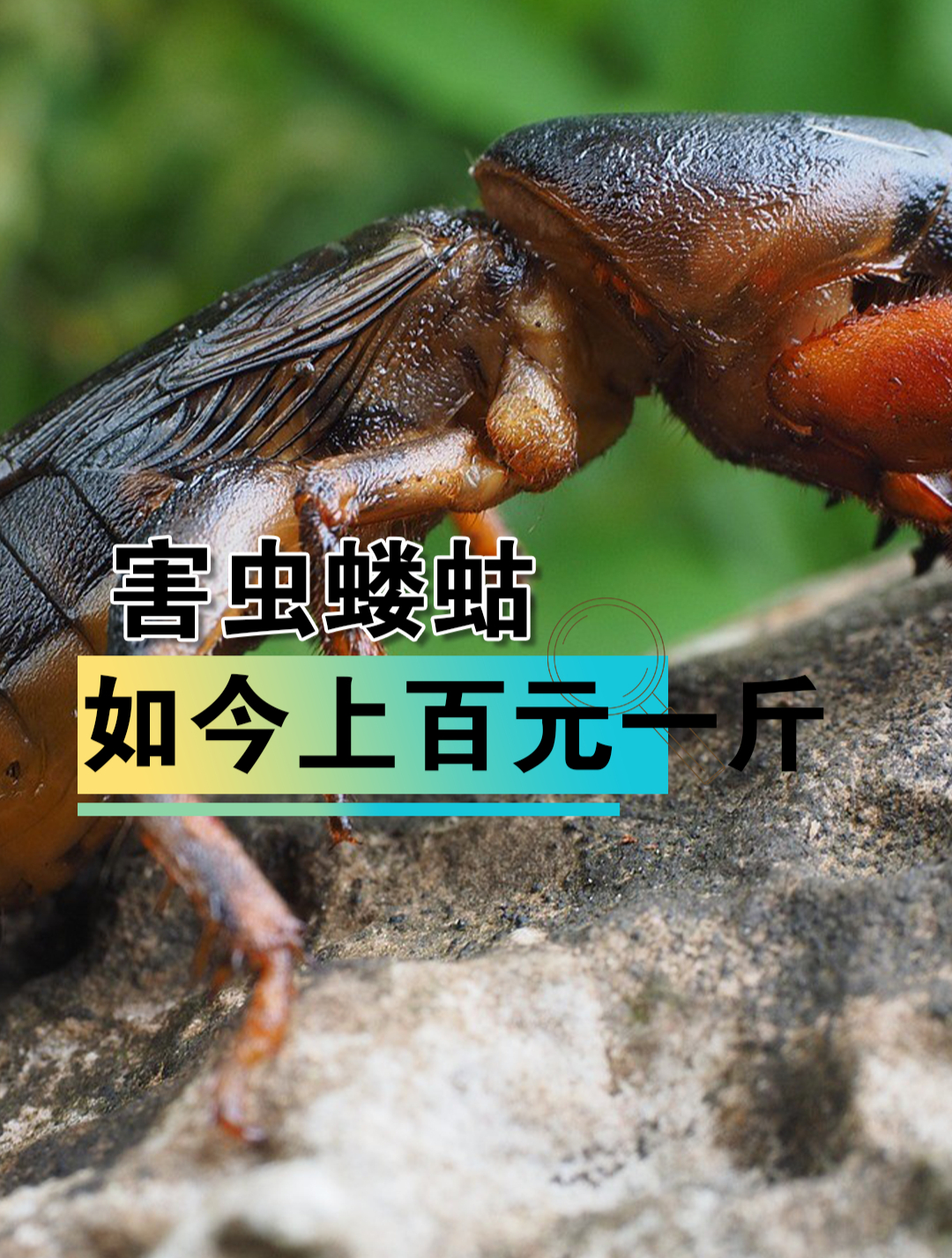 曾被农民嫌弃的害虫蝼蛄变身美食,如今上百元一斤供不应求?